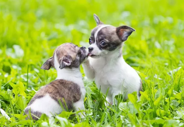 two-chihuahua-puppies